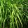 Wild Red Rice (Oryza rufipogon) seeds