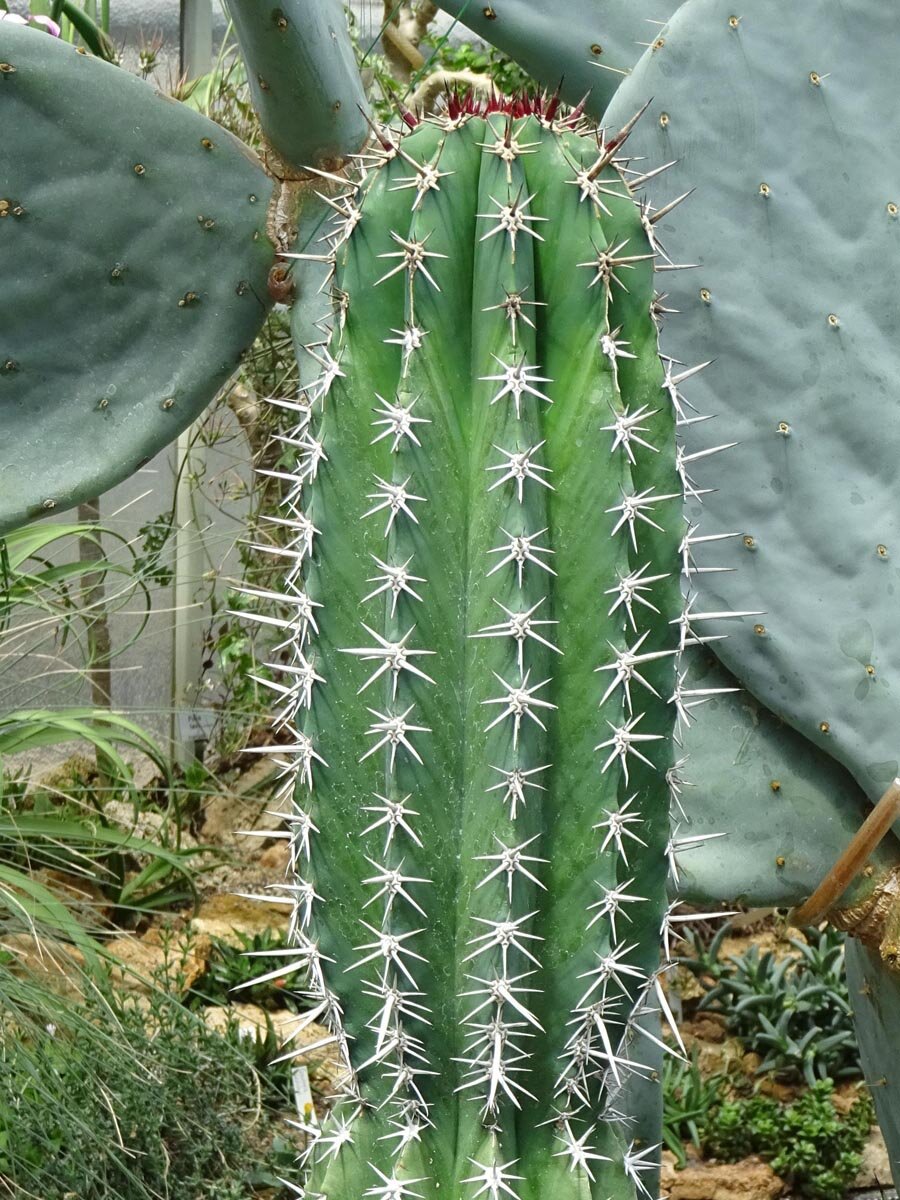 Chawe / Indian Comb Cactus (Pachycereus pecten-aboriginum)