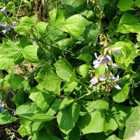 Yam Bean (Pachyrhizus erosus) seeds