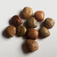 Yam Bean (Pachyrhizus erosus) seeds