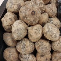 Yam Bean (Pachyrhizus erosus) seeds