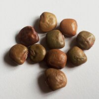 Yam Bean (Pachyrhizus erosus)