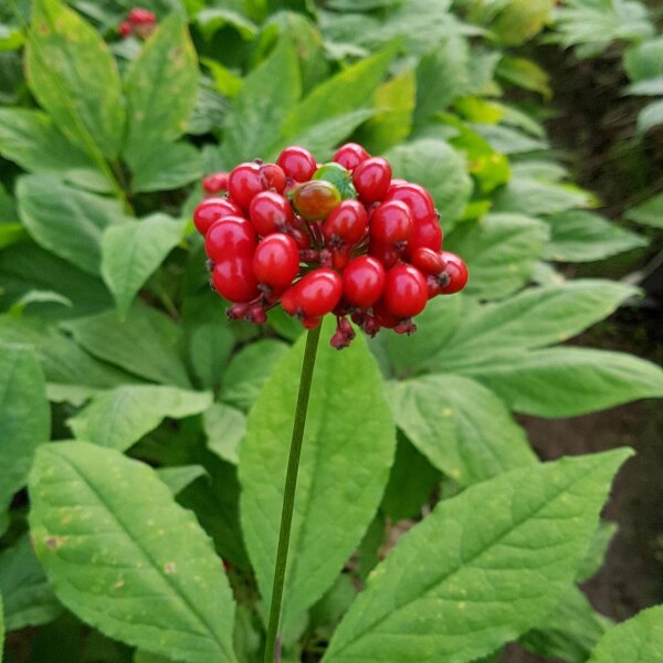 Ginseng (Panax ginseng) seeds