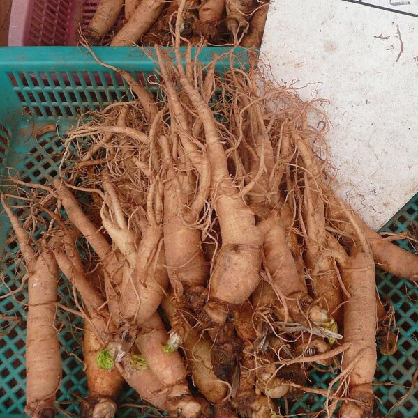 Ginseng (Panax ginseng) seeds