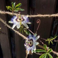 Blue Passion Flower (Passiflora caerulea) seeds