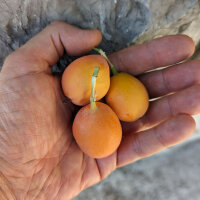Blue Passion Flower (Passiflora caerulea) seeds