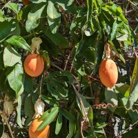 Blue Passion Flower (Passiflora caerulea) seeds