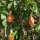 Blue Passion Flower (Passiflora caerulea) seeds