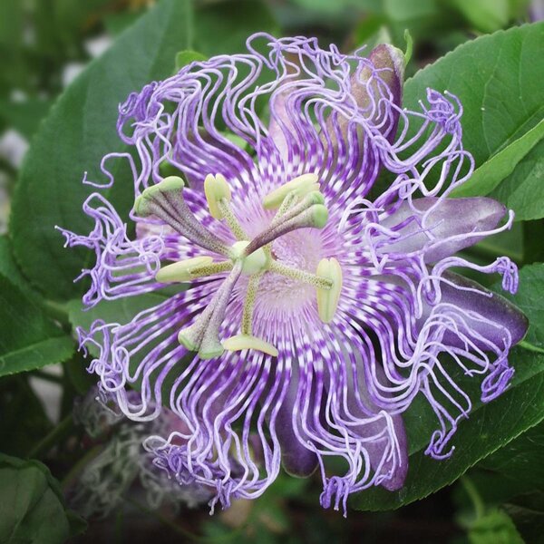 Passion Flower (Passiflora incarnata) seeds