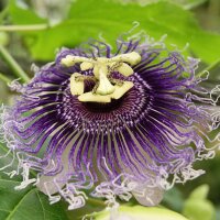 Passion Flower (Passiflora incarnata) seeds