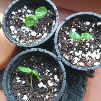 Passion Flower (Passiflora incarnata) seeds