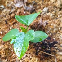 Passion Flower (Passiflora incarnata) seeds