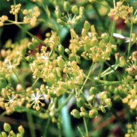 Wild Parsnip (Pastinaca sativa ssp. sylvestris) seeds