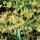Wild Parsnip (Pastinaca sativa ssp. sylvestris) seeds
