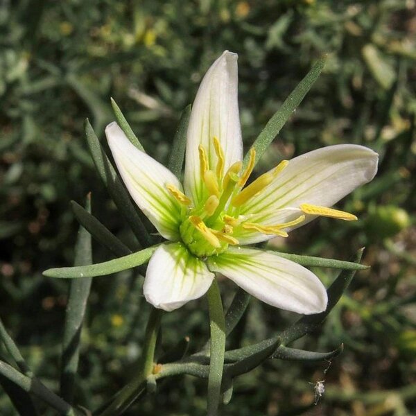 Syrian Rue / Esfand (Peganum harmala) seeds