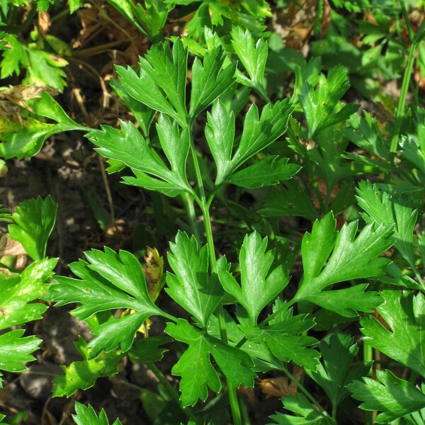 Italian Flat Leaf Parsley (Petroselinum crispum var. neapolitanum) seeds