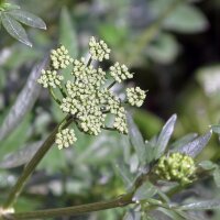 Italian Flat Leaf Parsley (Petroselinum crispum var. neapolitanum) seeds