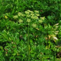 Italian Flat Leaf Parsley (Petroselinum crispum var. neapolitanum) seeds