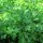 Italian Flat Leaf Parsley (Petroselinum crispum var. neapolitanum) seeds