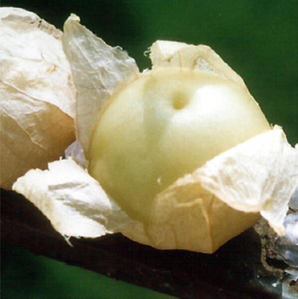 Tomatillo Rendidora (Physalis ixocarpa) seeds