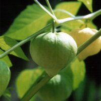 Tomatillo Rendidora (Physalis ixocarpa) seeds