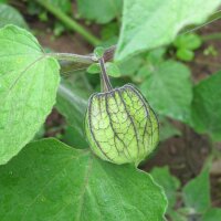 Cape Gooseberry (Physalis peruviana) seeds