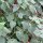 Cape Gooseberry (Physalis peruviana)