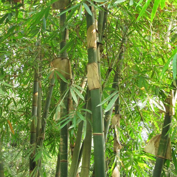 Moso Bamboo (Phyllostachys pubescens) seeds