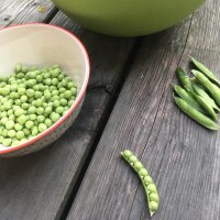 Sugar Pea Frühe Heinrich  (Pisum sativum) seeds