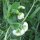 Sugar Pea Frühe Heinrich  (Pisum sativum) seeds