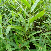 Water Pepper (Polygonum hydropiper) seeds