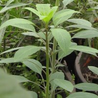 Bolivian Coriander / Pápalo (Porophyllum ruderale...