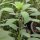 Bolivian Coriander / Pápalo (Porophyllum ruderale ssp. macrocephalum) seeds