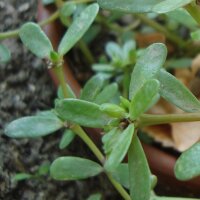 Green Purslane (Portulaca oleracea)