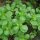 Green Purslane (Portulaca oleracea) seeds