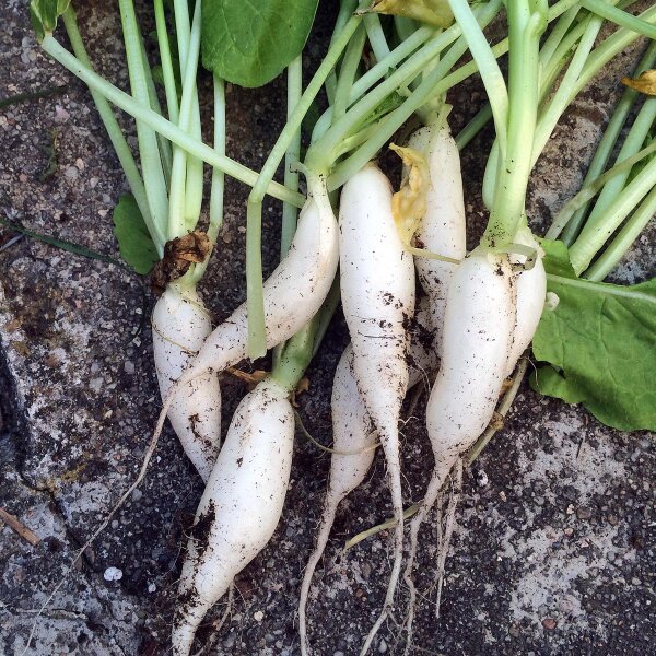 Radish White Icicle (Raphanus sativus) organic seeds