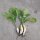 Radish White Icicle (Raphanus sativus) organic seeds