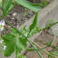 Rat-Tailed Radish (Raphanus caudatus) seeds