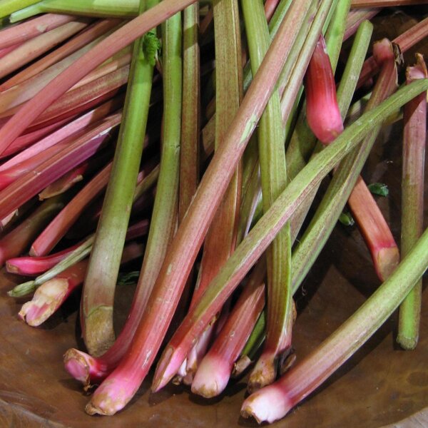 Chinese Rhubarb (Rheum rhabarbarum) seeds