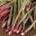 Chinese Rhubarb (Rheum rhabarbarum) seeds