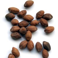 Ololiuqui (Rivea corymbosa) seeds
