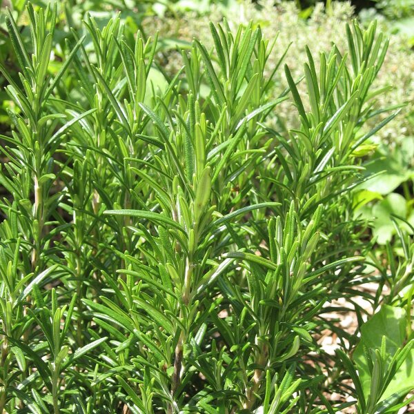 Rosemary (Rosmarinus officinalis) seeds