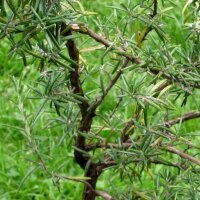 Rosemary (Rosmarinus officinalis) seeds