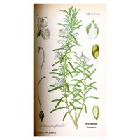 Rosemary (Rosmarinus officinalis) seeds