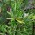 Rosemary (Rosmarinus officinalis) seeds