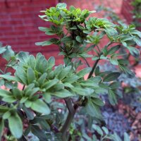 Common Rue (Ruta graveolens) seeds