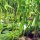 Arrowheads (Sagittaria sagittifolia) seeds