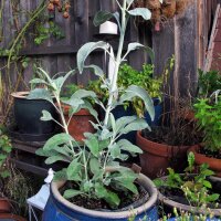 White Sage (Salvia apiana) seeds