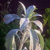 White Sage (Salvia apiana) seeds