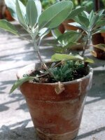 White Sage (Salvia apiana) seeds